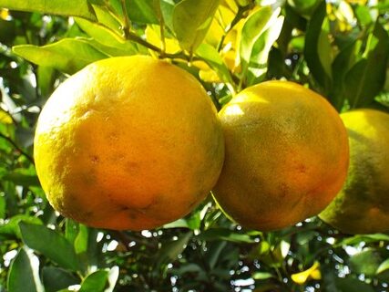 bergamot-베르가못